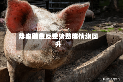 华泰期货：生猪费用月中触底反弹	，整体情绪回升-第2张图片