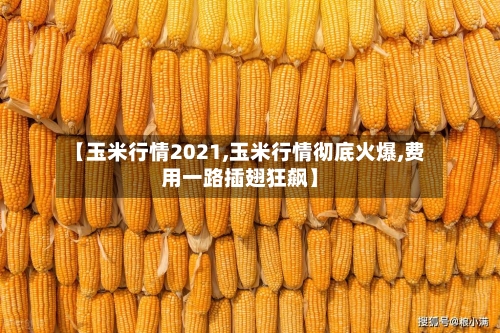 【玉米行情2021,玉米行情彻底火爆,费用一路插翅狂飙】-第2张图片