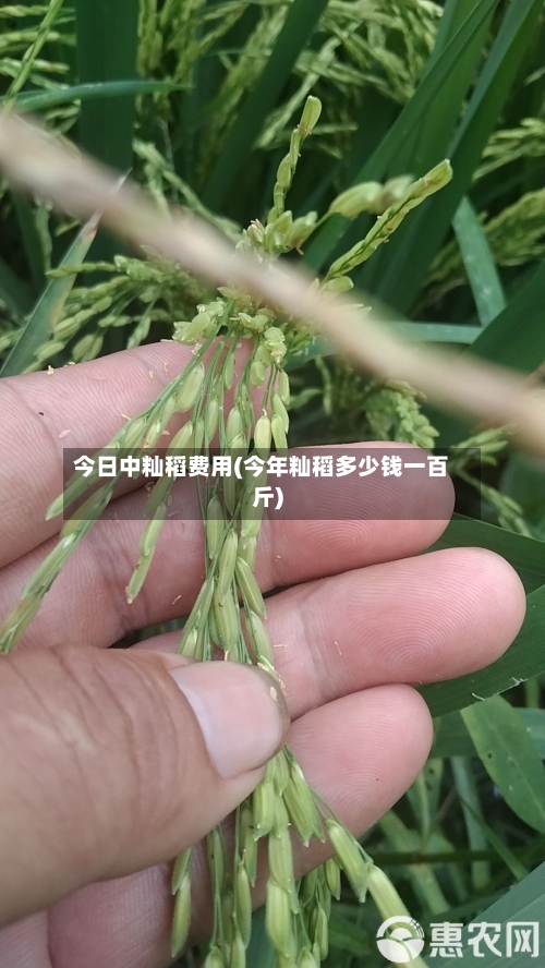 今日中籼稻费用(今年籼稻多少钱一百斤)