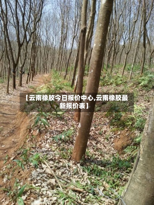 【云南橡胶今日报价中心,云南橡胶最新报价表】-第3张图片