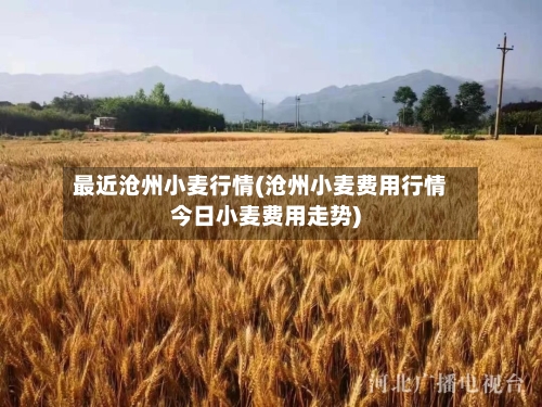 最近沧州小麦行情(沧州小麦费用行情今日小麦费用走势)