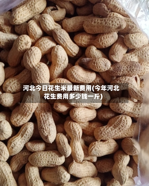 河北今日花生米最新费用(今年河北花生费用多少钱一斤)