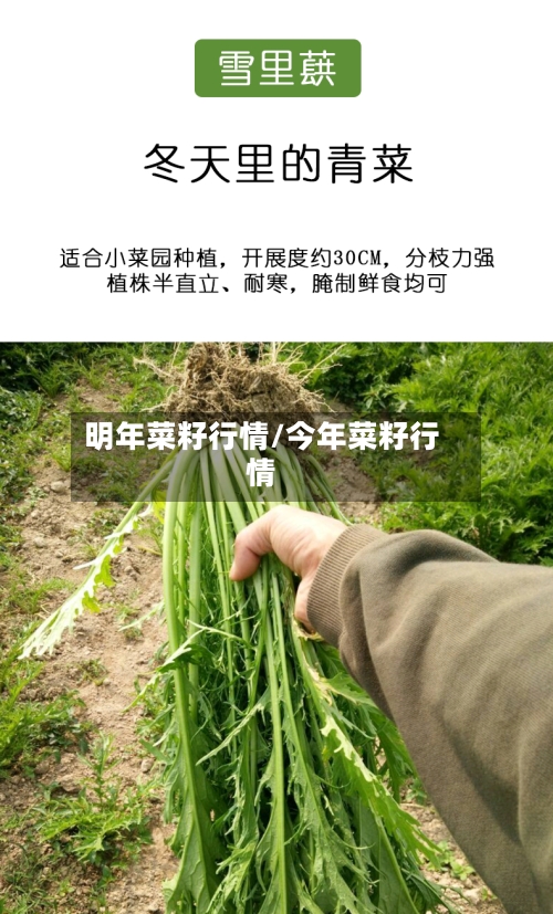 明年菜籽行情/今年菜籽行情-第2张图片