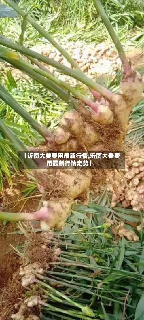 【沂南大姜费用最新行情,沂南大姜费用最新行情走势】