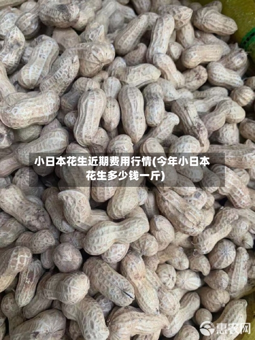 小日本花生近期费用行情(今年小日本花生多少钱一斤)